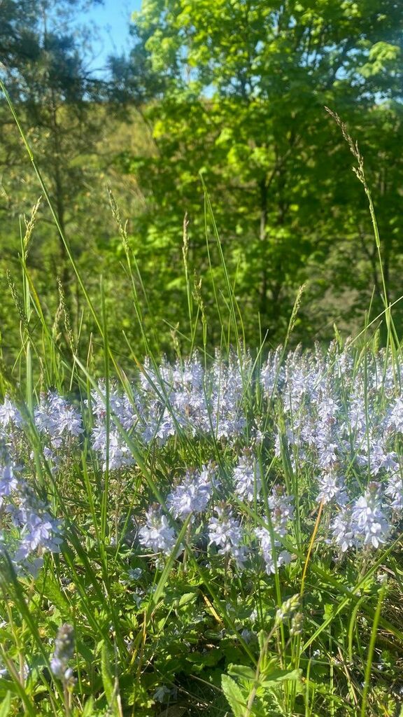 438119872_2089980694693999_4760593522349251008_n